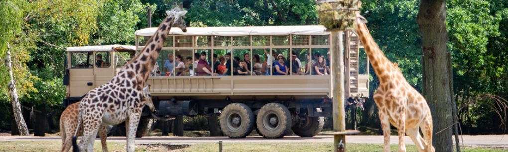Zoo Safari Thoiry — photo 3