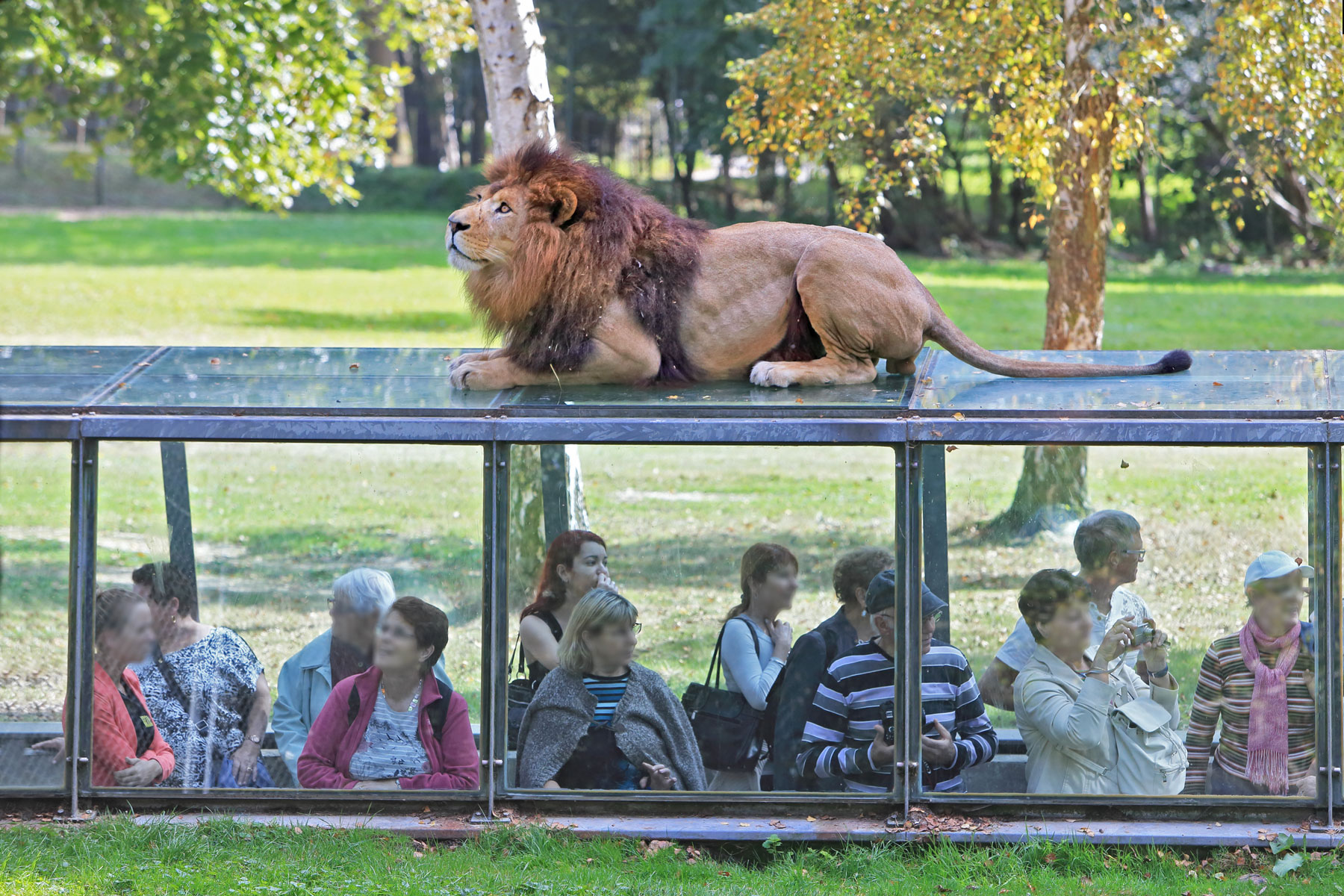 Zoo Safari Thoiry